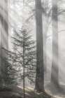 Washington State-Seabeck God rays and fog in forest Art Print